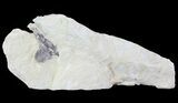 Pterosaur Partial Quadrate (Jaw Bone) - Smoky Hill Chalk #64323-2